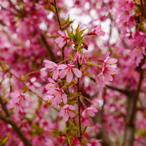 Okame Flowering Cherry - Cherry - Flowering Trees