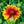 Load image into Gallery viewer, Arizona Sun Blanket Flower - Other Perennials - Perennials
