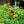 Load image into Gallery viewer, Arizona Sun Blanket Flower - Other Perennials - Perennials
