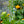 Load image into Gallery viewer, Golden Queen Globeflower - Other Perennials - Perennials

