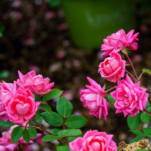 Pink Double Knock Out Rose - Rose - Shrubs