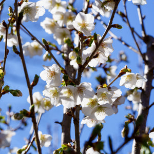 Snow Goose Flowering Cherry - Cherry - Flowering Trees