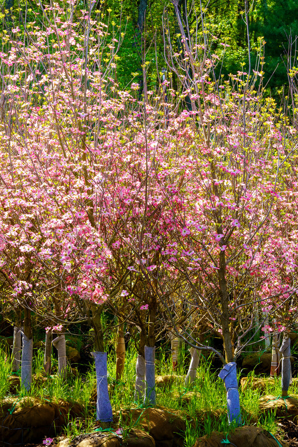 Pink Flowering Dogwood - Dogwood Tree - Flowering Trees