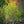 Load image into Gallery viewer, Redbud Crabapple - Crabapple - Flowering Trees
