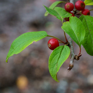 Redbud Crabapple - Crabapple - Flowering Trees
