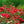 Load image into Gallery viewer, Red Dift Rose - Rose - Shrubs

