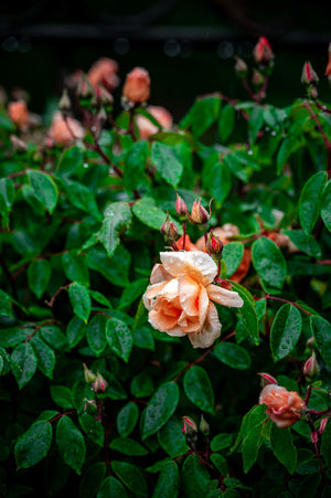 Peach Rose Bush