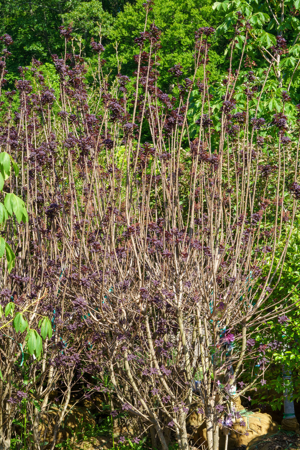Royal Purple Smoke Tree - Smokebush - Shrubs