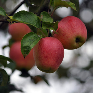 Red Delicious Apple Tree - Apple - Fruit Trees