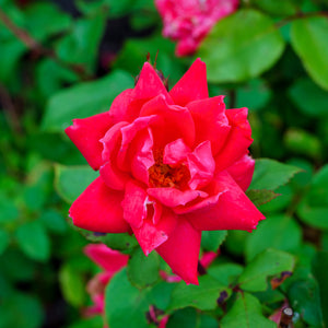 Red Double Knock Out Rose - Rose - Shrubs