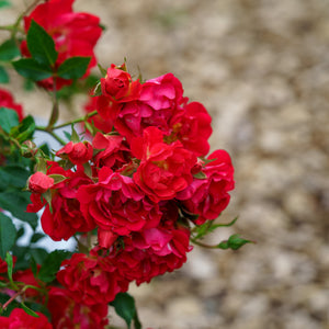 Red Dift Rose - Rose - Shrubs