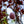 Load image into Gallery viewer, Royal Burgundy Flowering Cherry - Cherry - Flowering Trees
