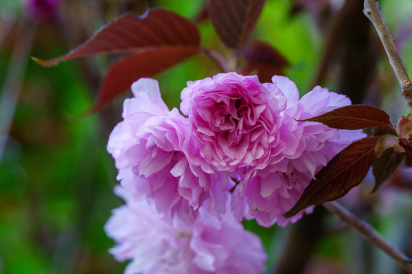 Royal Burgundy Flowering Cherry - Cherry - Flowering Trees