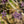 Load image into Gallery viewer, Royal Purple Smoke Tree - Smokebush - Shrubs
