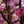 Load image into Gallery viewer, Royal Raindrops Crabapple - Crabapple - Flowering Trees
