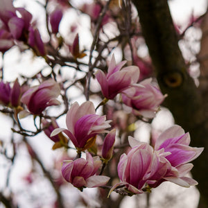 Saucer Magnolia - Magnolia - Flowering Trees