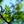 Load image into Gallery viewer, Skyline Honeylocust - Honeylocust - Shade Trees

