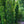 Load image into Gallery viewer, Slender Silhouette Sweetgum - Sweetgum - Shade Trees
