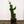 Load image into Gallery viewer, Spiralis Hinoki Cypress - Cypress - Conifers
