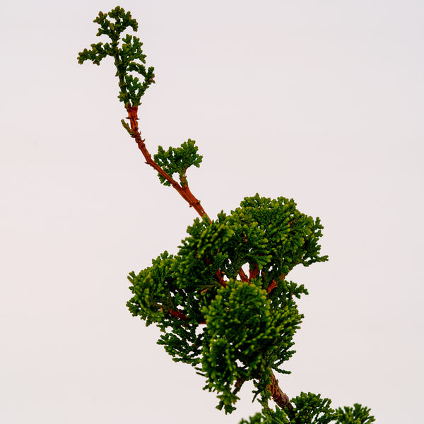 Spiralis Hinoki Cypress - Cypress - Conifers