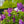 Load image into Gallery viewer, Ludwig Spaeth Lilac - Lilac - Shrubs
