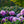 Load image into Gallery viewer, Scintillation Rhododendron - Rhododendron - Shrubs
