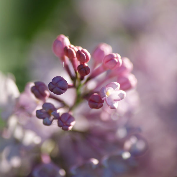 Donald Wyman Lilac - Lilac - Shrubs