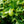 Load image into Gallery viewer, Shrubs - Volcano Cherry Laurel
