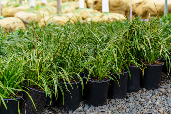 Variegated Lily Turf - Grasses - Perennials