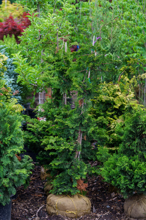 Wells Special Hinoki Cypress - Cypress - Conifers