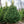 Load image into Gallery viewer, White Spruce - Spruce - Conifers
