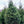 Load image into Gallery viewer, White Fir - Fir - Conifers
