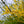 Load image into Gallery viewer, Northern Gold Forsythia - Forsythia - Shrubs
