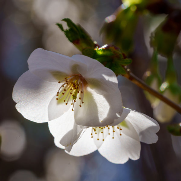 Snow Goose Flowering Cherry - Cherry - Flowering Trees