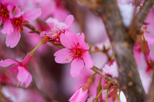 Okame Flowering Cherry - Cherry - Flowering Trees