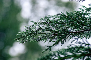 Gimborn's Ideal Japanese White Pine – Plant Detectives