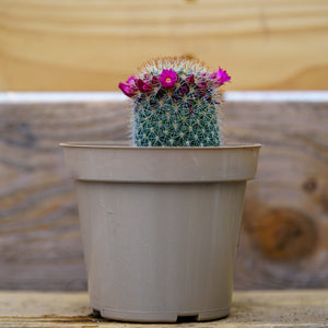 3.5" Assorted Cacti - Cactus - Houseplants