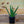 Load image into Gallery viewer, Aloe Vera - Succulents - Houseplants
