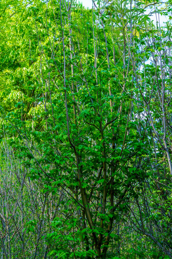 Aurora Dogwood - Dogwood Tree - Flowering Trees