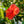 Load image into Gallery viewer, Braided Hibiscus
