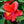 Load image into Gallery viewer, Braided Hibiscus
