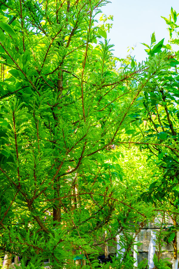 Bald Cypress - Cypress - Conifers