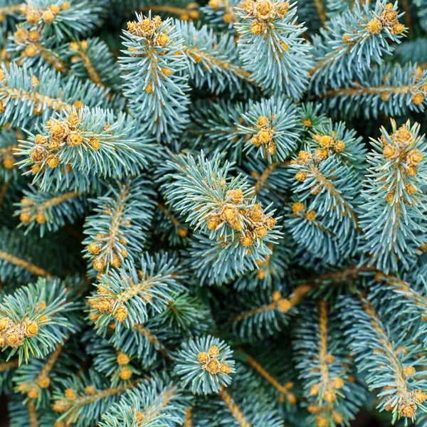 Blue Tear Drop White Spruce - Spruce - Conifers