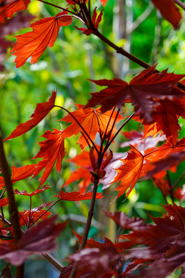 Crimson King Norway Maple - Maple - Shade Trees
