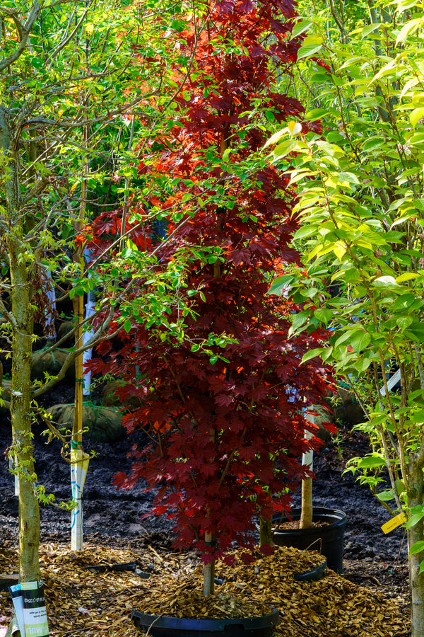 Crimson King Norway Maple - Maple - Shade Trees