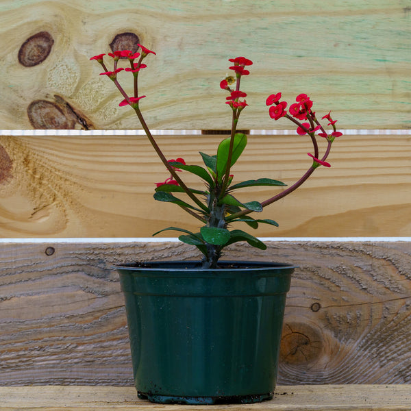 Crown of Thorns - Succulents - Houseplants