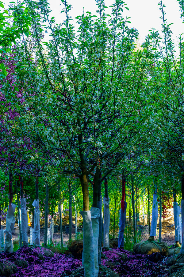 Donald Wyman Japanese Crabapple - Crabapple - Flowering Trees