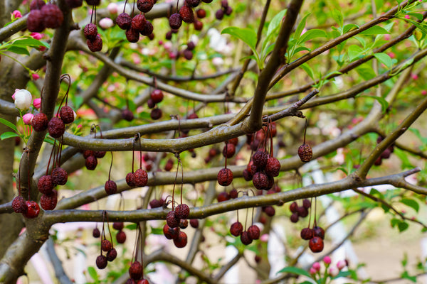 Donald Wyman Japanese Crabapple - Crabapple - Flowering Trees
