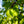 Load image into Gallery viewer, Greenspire Linden - Linden - Shade Trees
