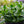 Load image into Gallery viewer, Jade - Succulents - Houseplants
